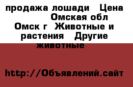 продажа лошади › Цена ­ 60 000 - Омская обл., Омск г. Животные и растения » Другие животные   